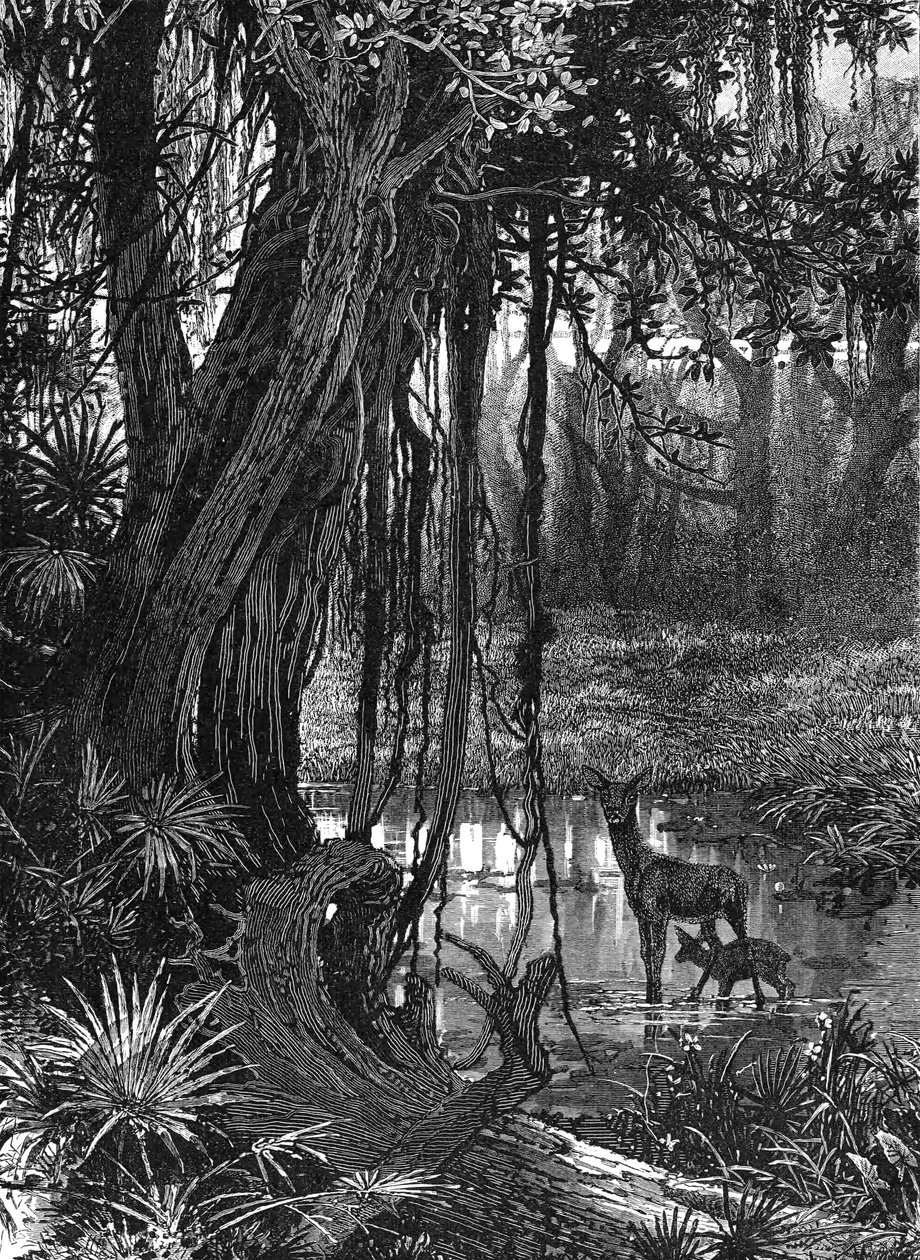 Florida Everglades, VS, ca. 1885 door Unbekannt