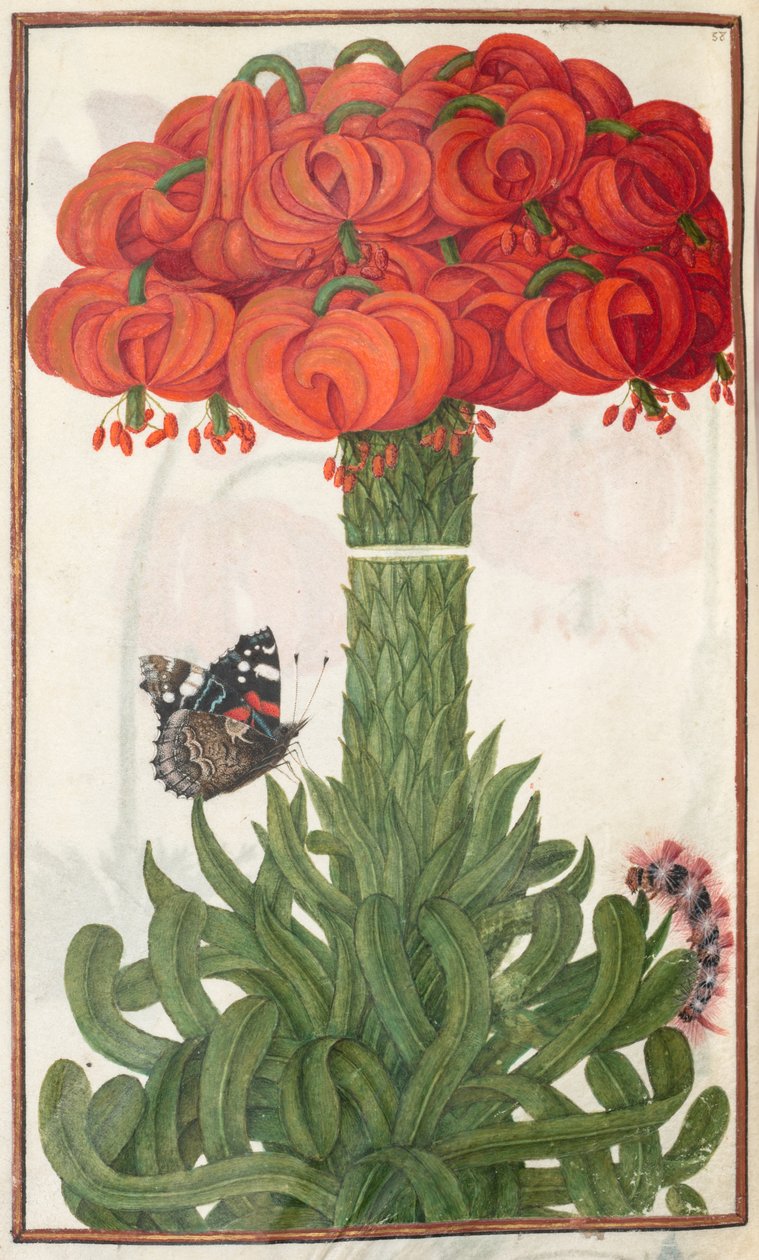 Florilegium: pagina 18 verso boeket van oranje lelies (1608) door Unbekannt