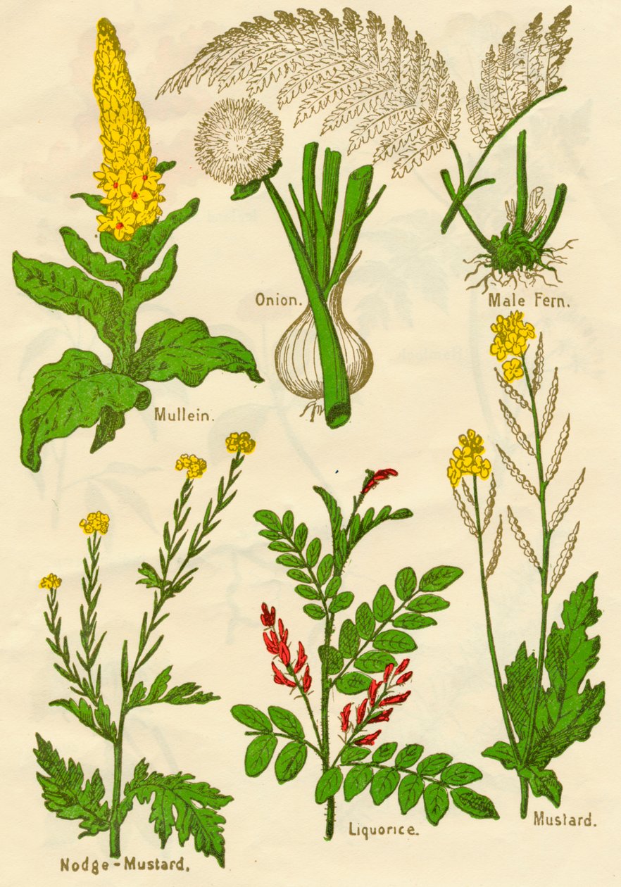 Bloemen: Koningskaars, Ui, Mannetjesvaren, Nodge-Mosterd, Zoethout, Mosterd door Unbekannt