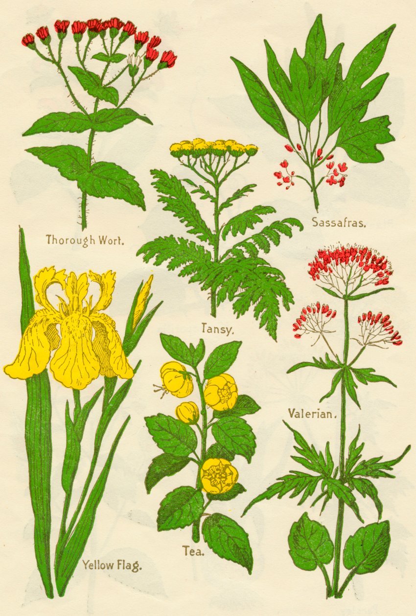 Bloemen: Thorough Wort, Tansy, Sassafras, Valeriaan, Gele Vlag, Thee, Valeriaan, ca. 1940 door Unbekannt