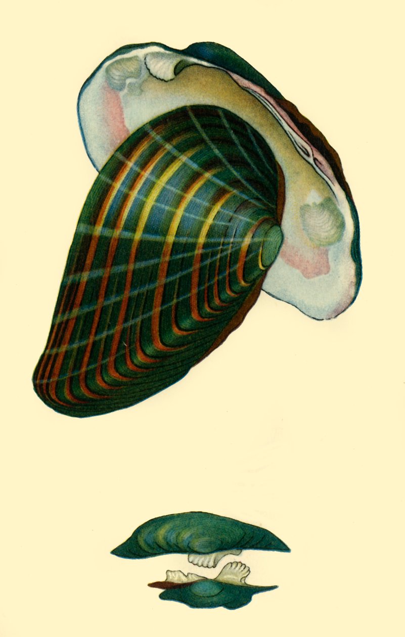 Zoetwatermossel, 1801, 1946 door Unbekannt