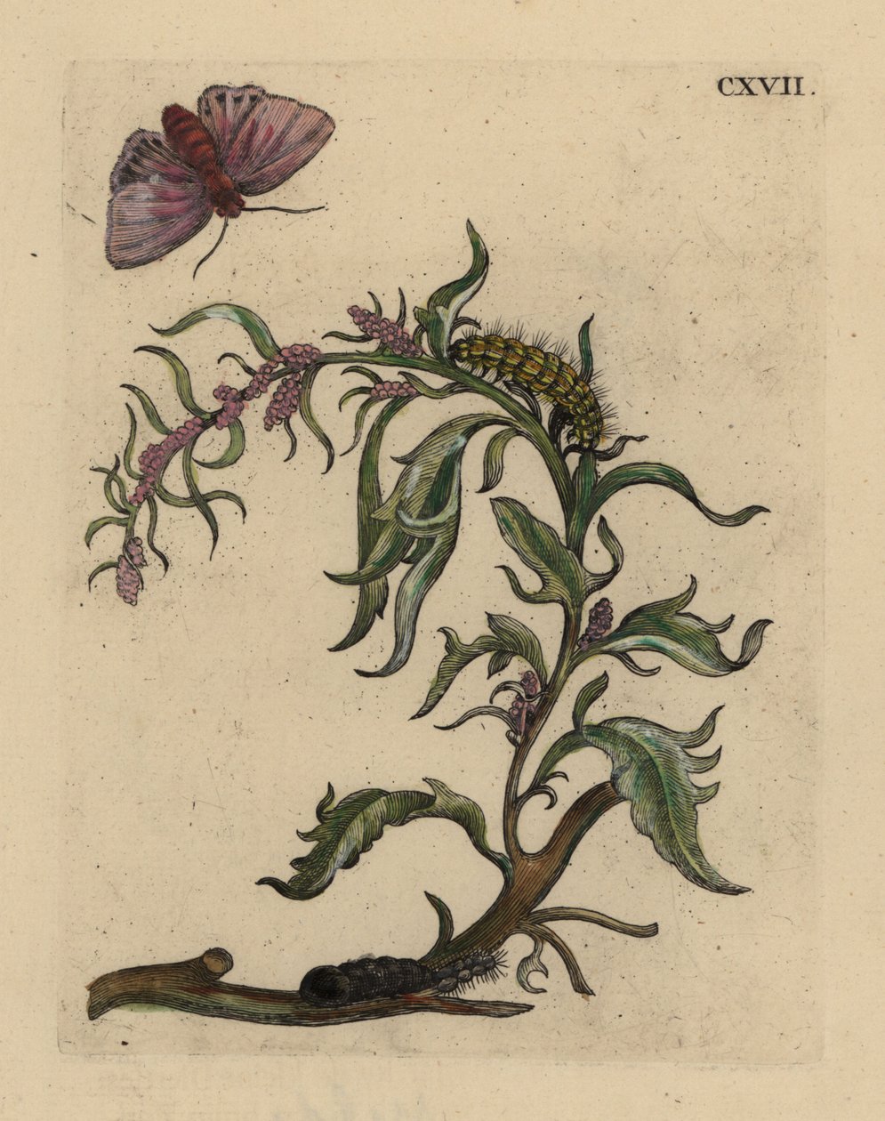 Tuinoorache, Atriplex hortensis, met mot, rups en pop door Unbekannt