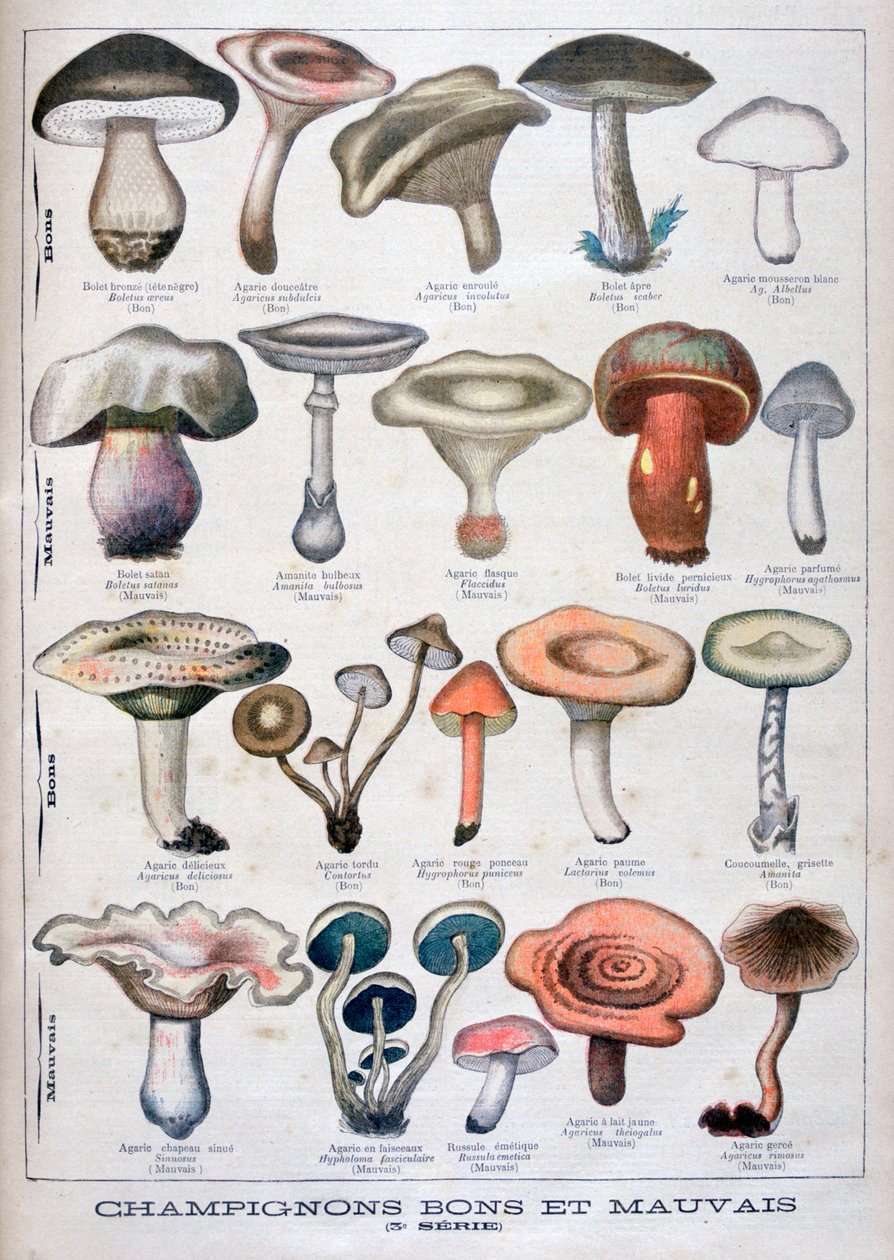Goede en slechte paddenstoelen, 1896 door Unbekannt