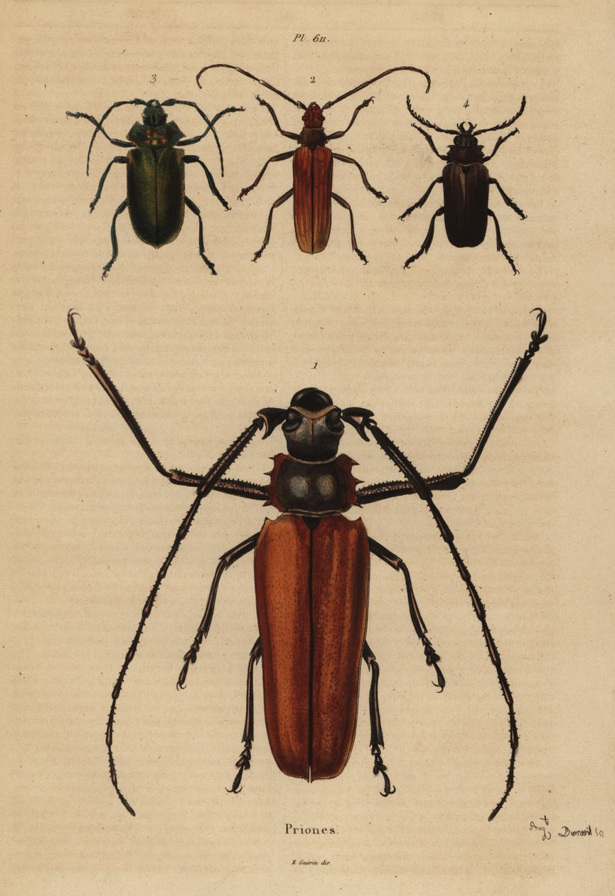 Grote langhoornkever, Enoplocerus armillatus, Aegosoma scabricorne, Pyrodes nitidus en Prionus desmaretii door Unbekannt