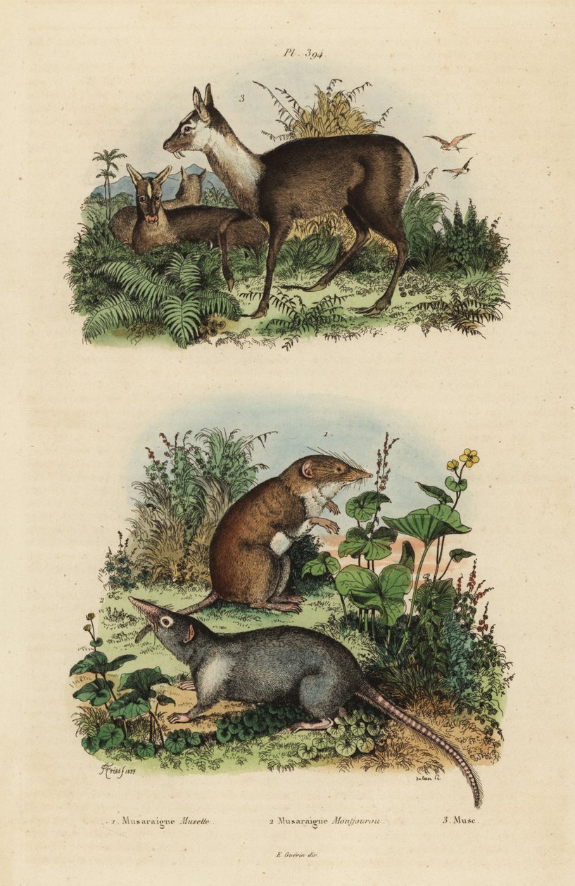 Grote witgetande spitsmuis, Crocidura russula, grijze muskietspitsmuis, Suncus murinus en donkere muskushert, Moschus fuscus, bedreigd door Unbekannt