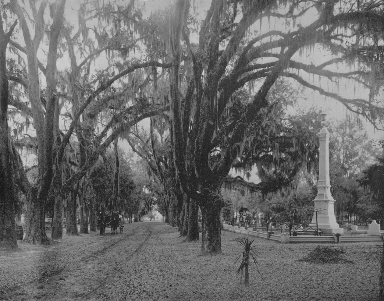 Hangend mos op Live-Oak, Savannah, Georgia, ca. 1897 door Unbekannt