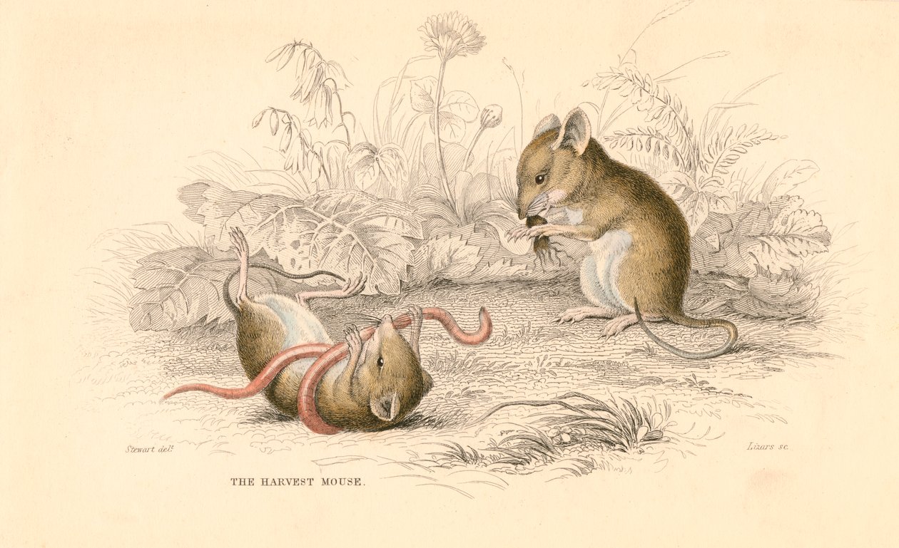 Oogstmuis Micromys minutus van de Oude Wereld, 1828 door Unbekannt