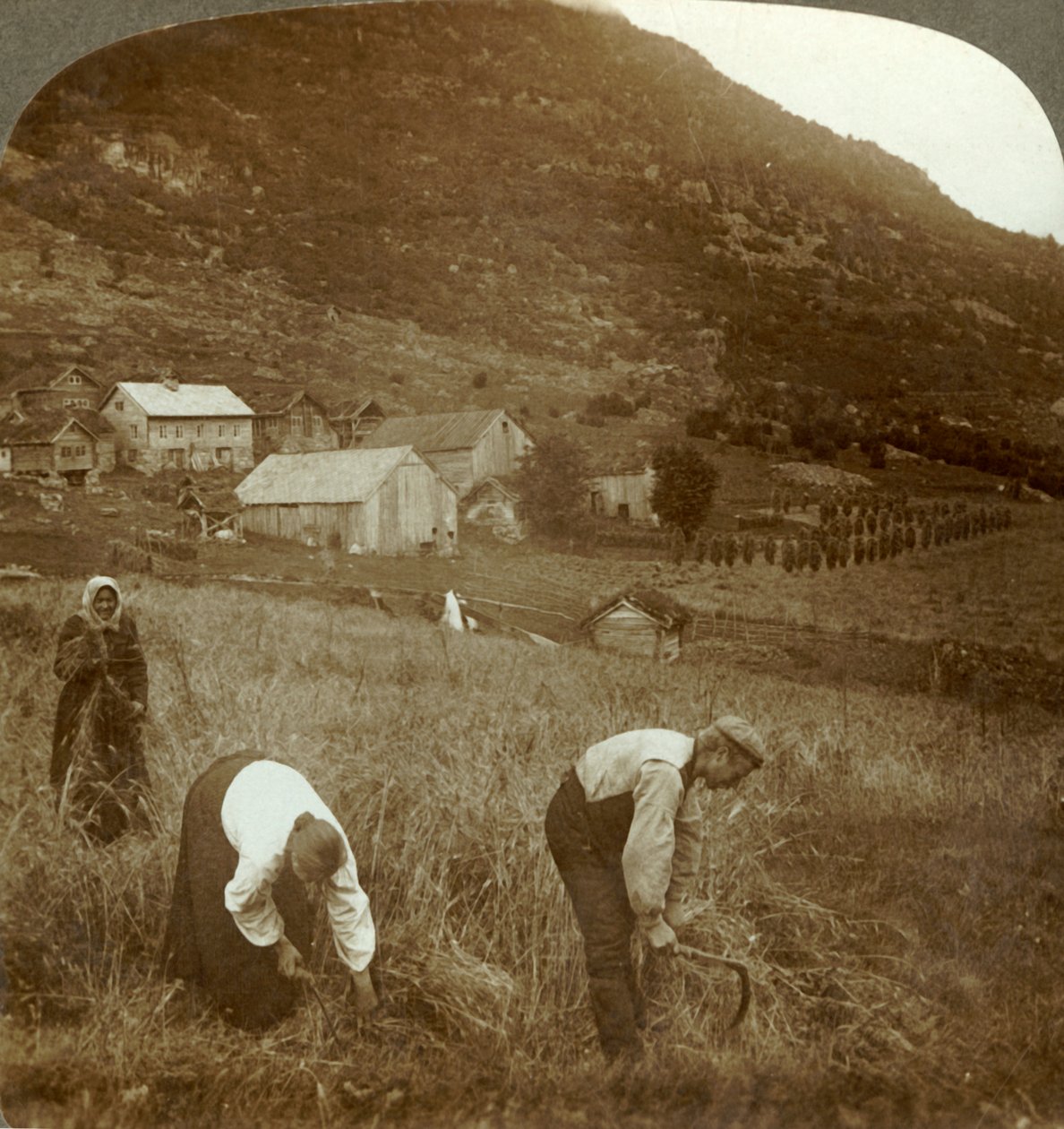 Gerste oogsten op een Mindresunde-boerderij in de vallei bij Olden, Noorwegen, ca. 1905 door Unbekannt
