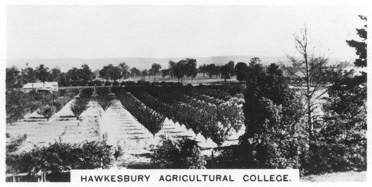 Hawkesbury Agricultural College, New South Wales, Australië, 1928 door Unbekannt