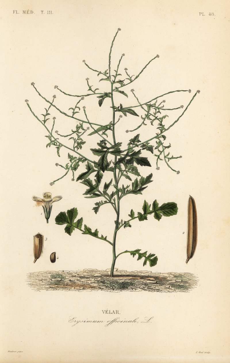 Heggenmosterd, Sisymbrium officinale door Unbekannt