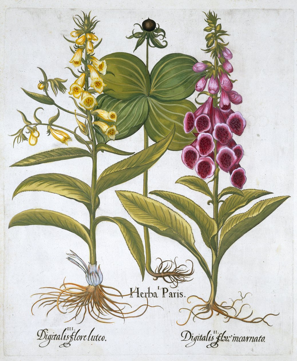 Herb Paris Solanum quadrifolium, Gewone Vingerhoedskruid Digitalis Purpurea Grote Gele Vingerhoedskruid door Unbekannt