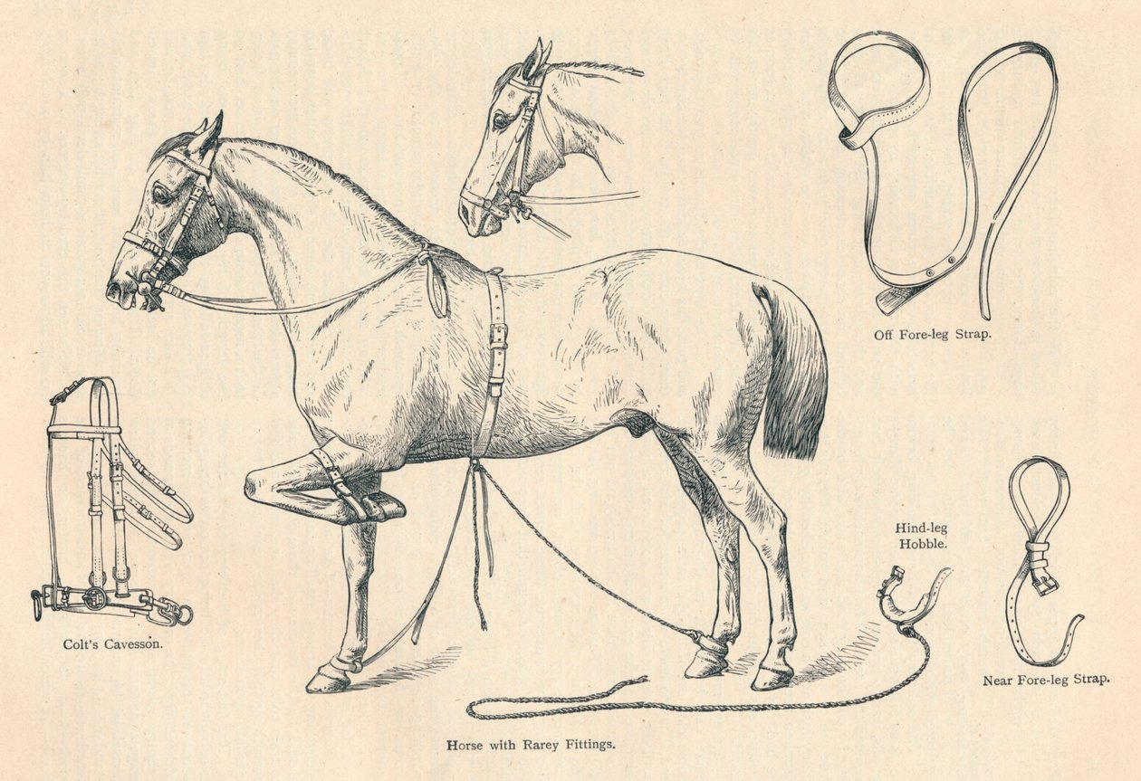 Paard met Rarey-uitrusting, ca. 1905 ca. 1910 door Unbekannt