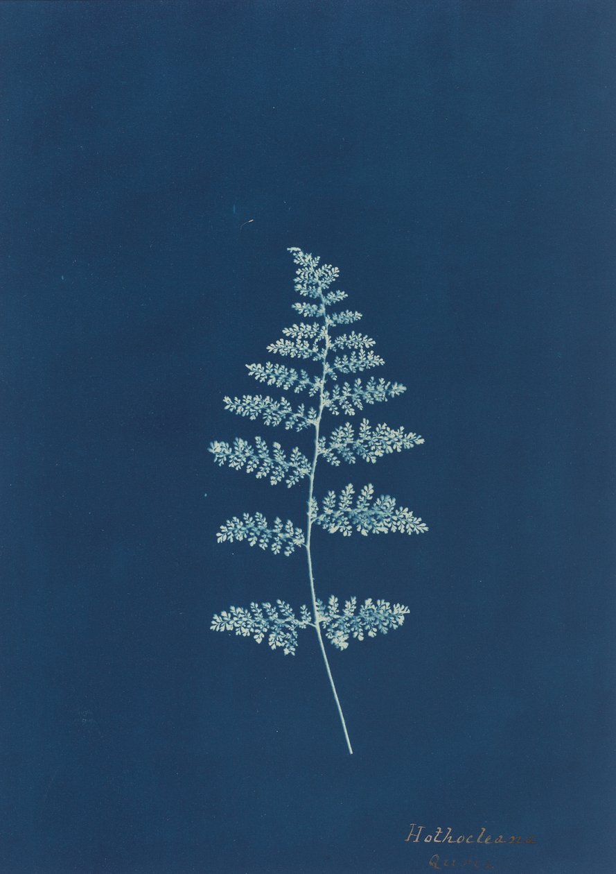Hothocleana, ca. 1850s door Unbekannt