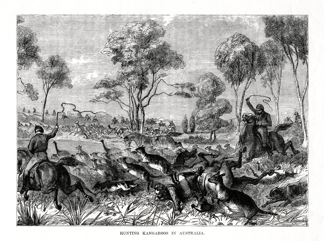 Kangoeroejacht, Australië door Unbekannt