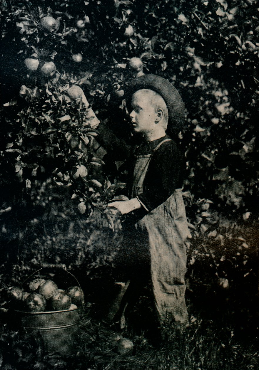 In een van de vruchtbare boomgaarden van Ontario, ca. 1934 door Unbekannt