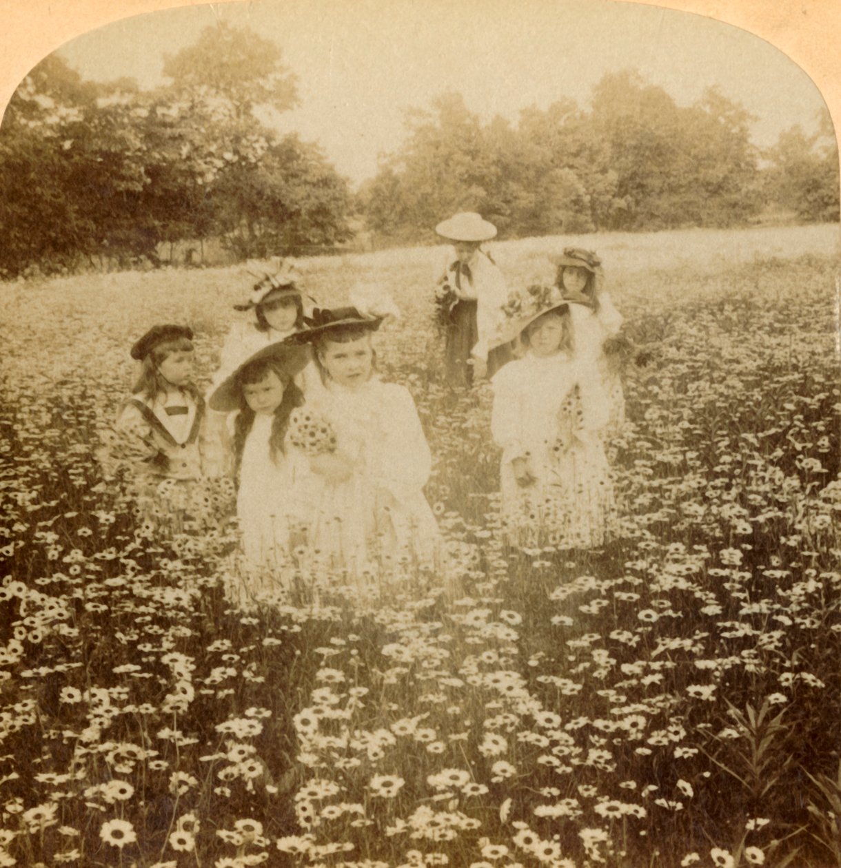 In het madelievenveld: Zoete bloem van de landelijke open plek, 1896 door Unbekannt