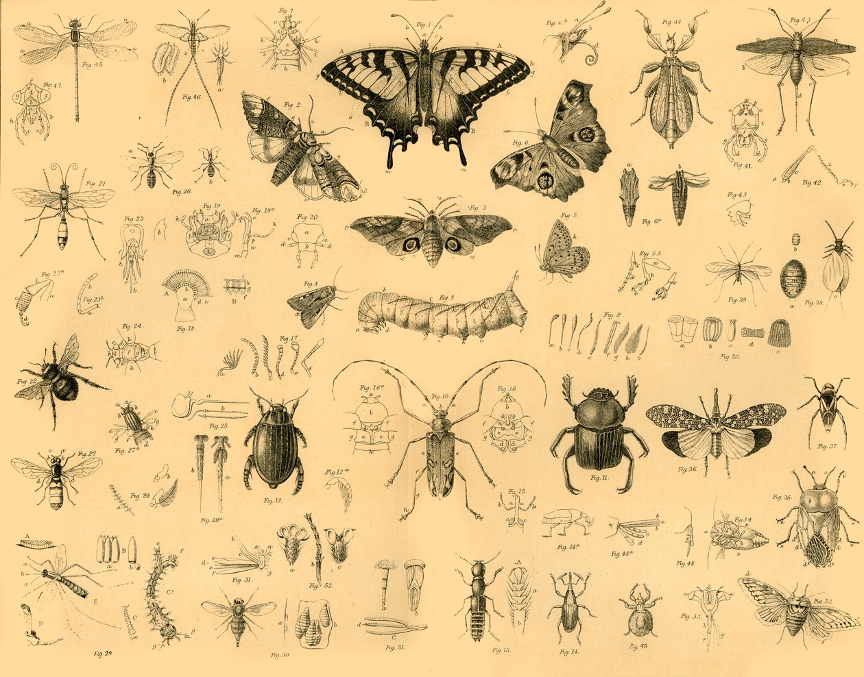 Insecten door Unbekannt