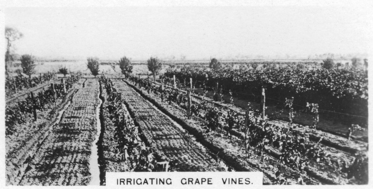 Druivenranken irrigeren, Australië, 1928 door Unbekannt