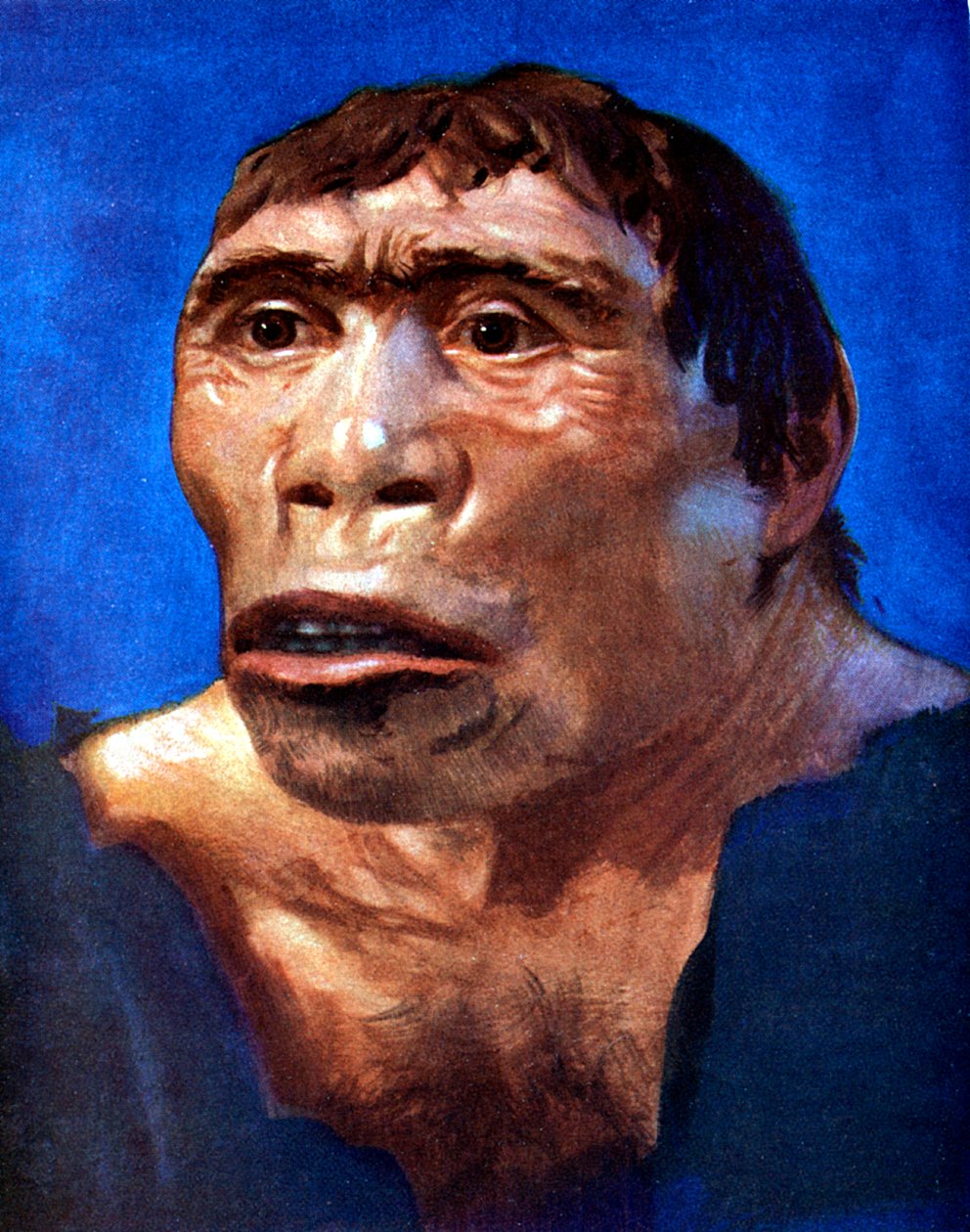 Java Man Pithecanthropus erectus door Unbekannt