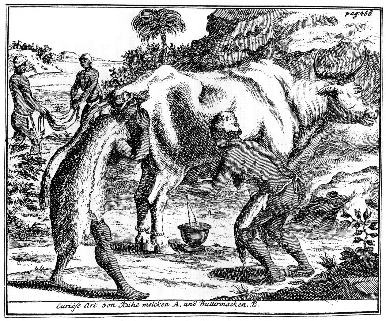 Khoikhois melken koeien en maken boter, Zuid-Afrika, 18e eeuw 1931 door Unbekannt