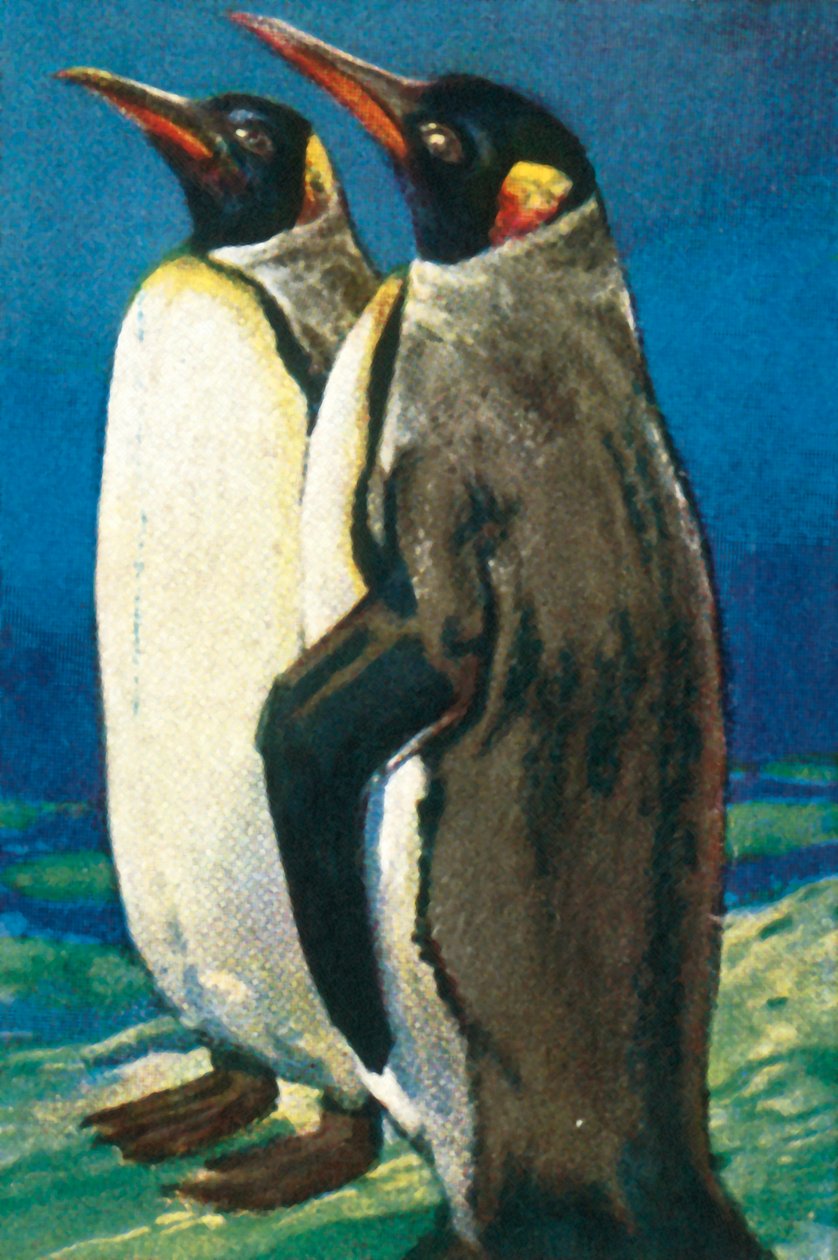Koningspinguïns, ca. 1928 door Unbekannt