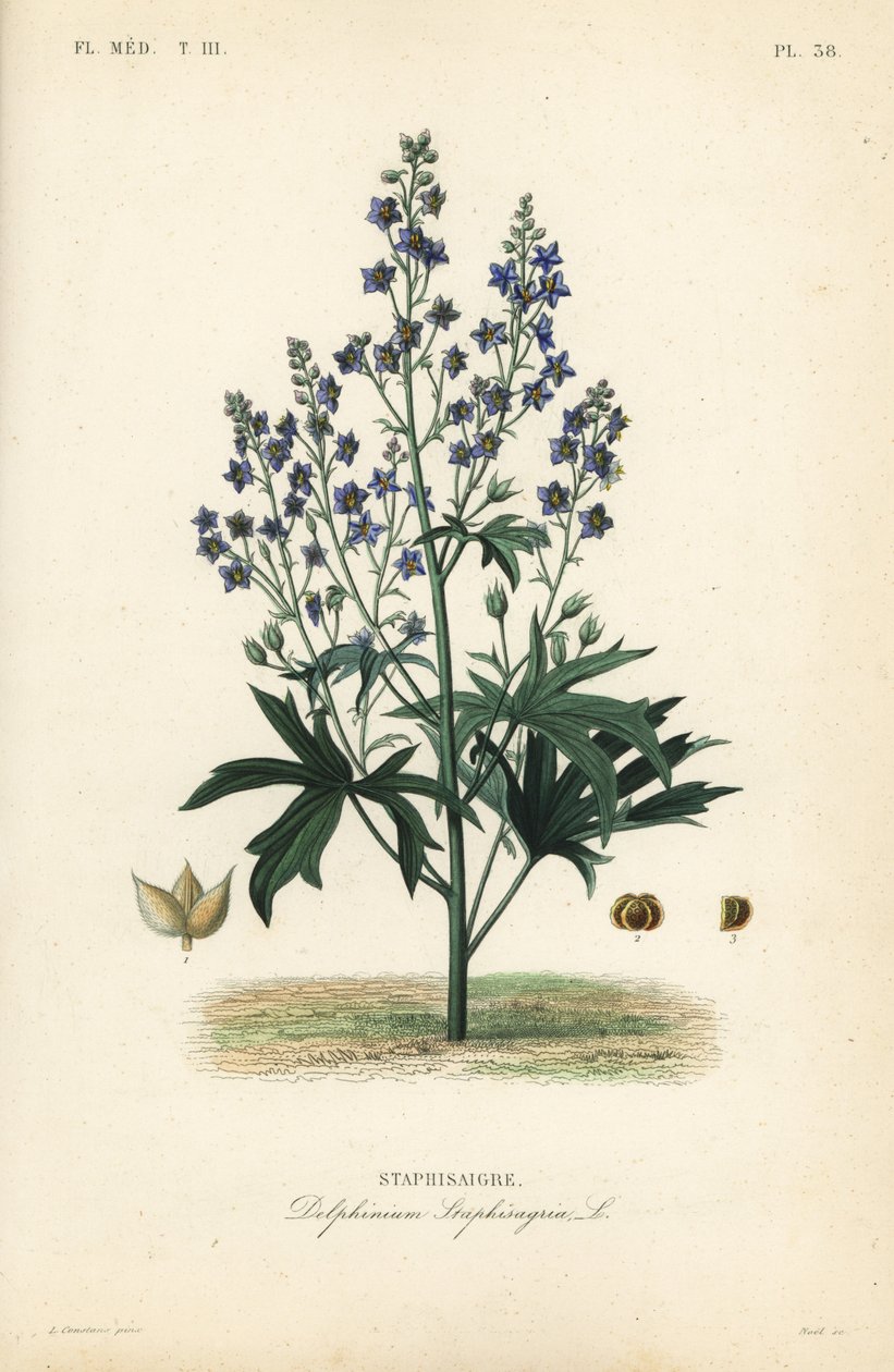 Luizenbestrijder of stavesacre, Delphinium staphisagria, Staphisaigre door Unbekannt