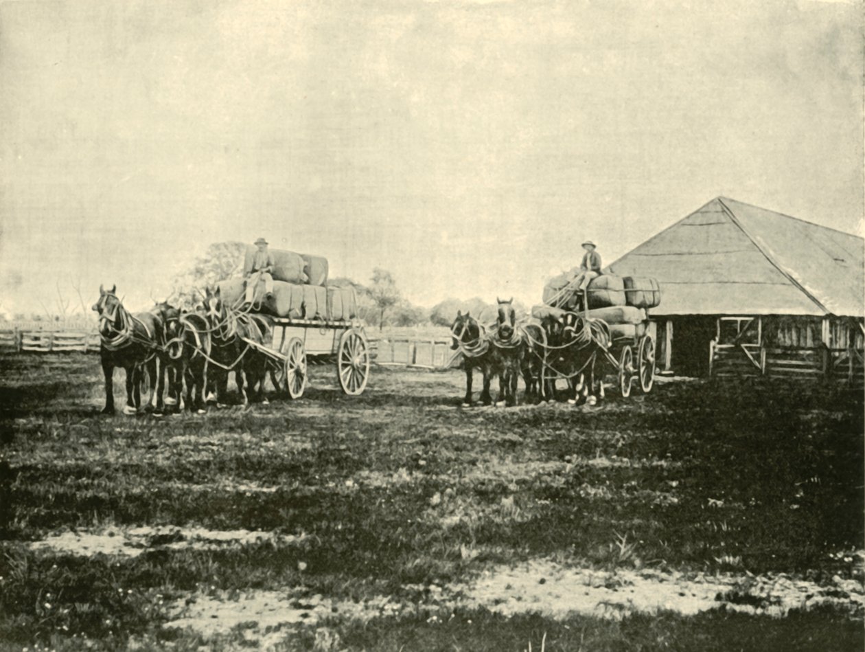 Wol laden, Warrawooh Station, Wimmera, 1901 door Unbekannt