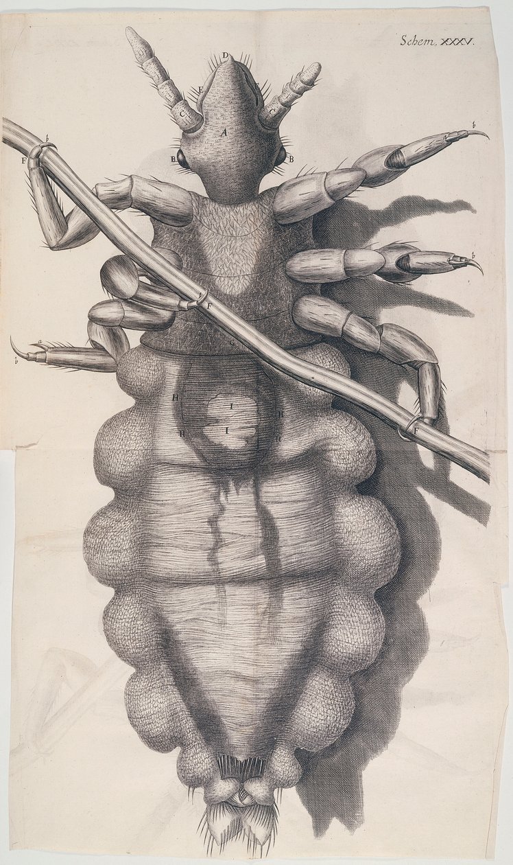 Luis die zich vastklampt aan een mensenhaar in Hookes Micrographia, 1665 door Unbekannt