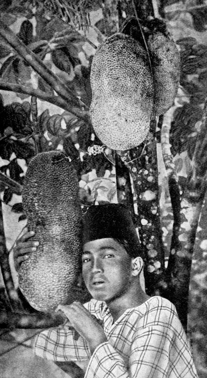 Maleisiër verzamelt jackfruit, 1922 door Unbekannt