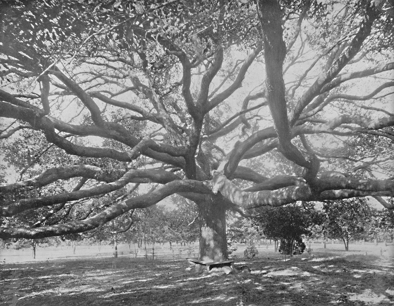 Mammoet Live Oak, nabij Jacksonville, Florida, ca. 1897 door Unbekannt