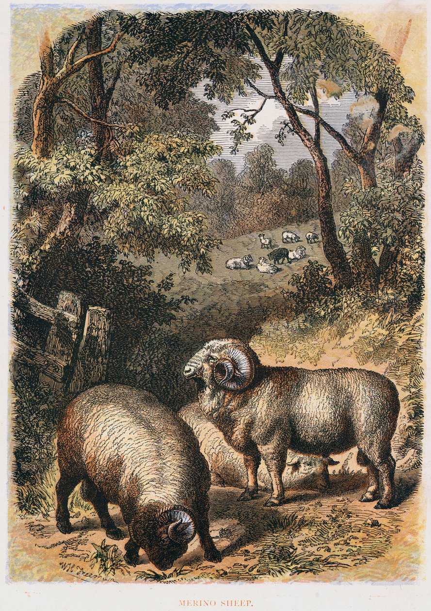 Merino schapen door Unbekannt