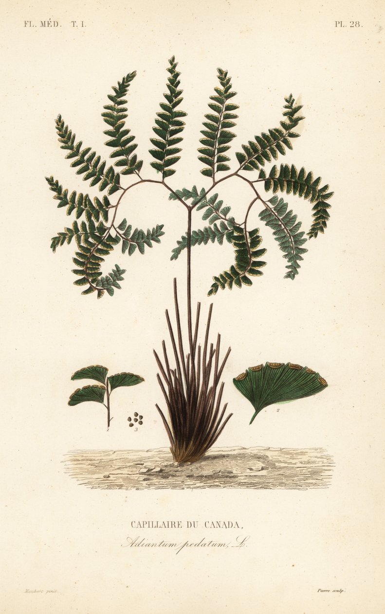 Noordelijke adelaarsvaren of vijfvingervaren, Adiantum pedatum, Capillaire du Canada door Unbekannt