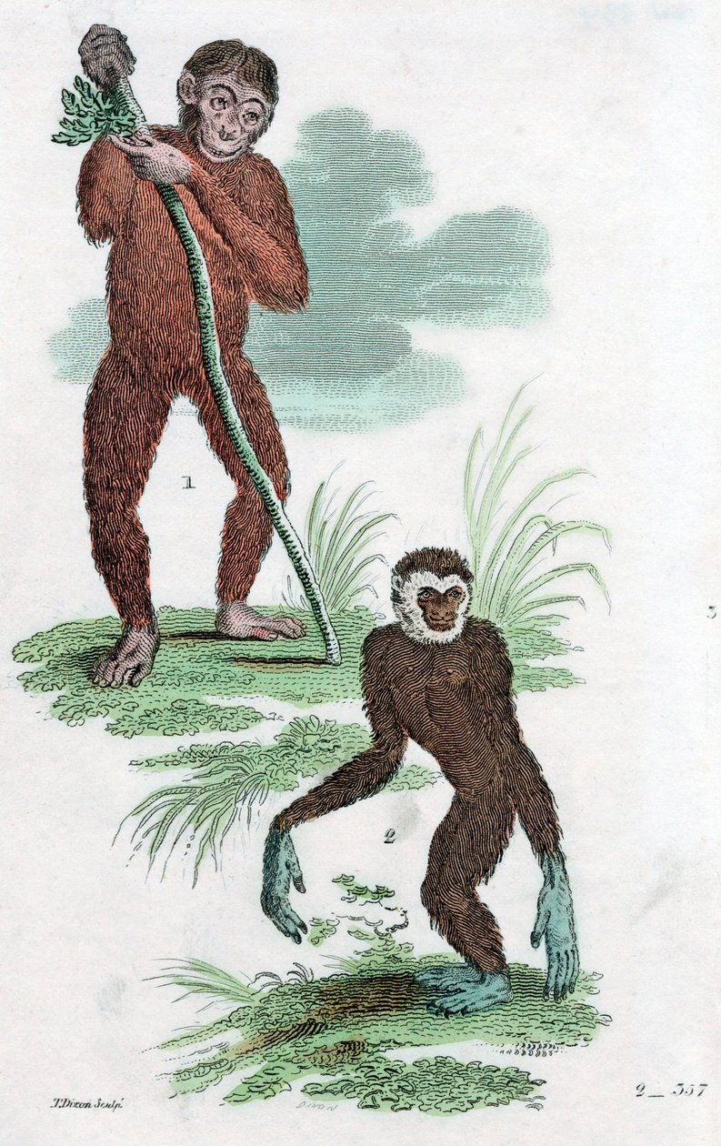 Orang-Oetan en Gibbon, 1822 door Unbekannt