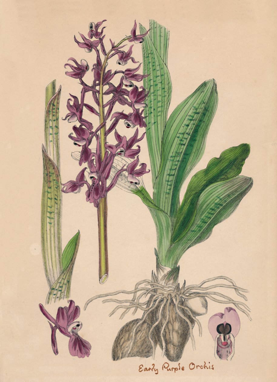 Orchis mascula. Vroege paarse orchis, 19e eeuw door Unbekannt
