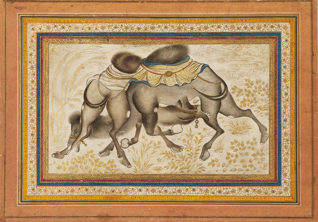 Pagina uit een verspreid muraqqa‘, of album, met twee vechtende kamelen, schilderij ca. 1675 door Unbekannt