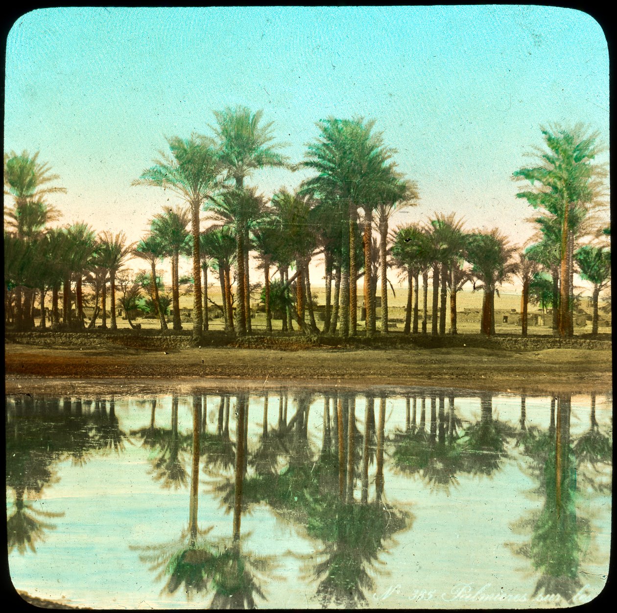 Palmbomen weerspiegeld in water, India, late 19e of vroege 20e eeuw door Unbekannt