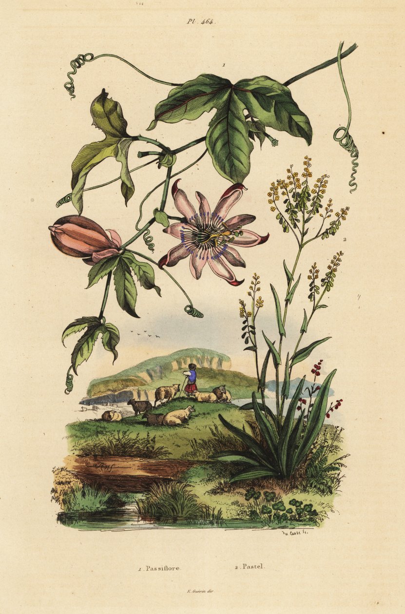 Passiebloem, Passiflora uraniae, en wede, Isatis tinctoria door Unbekannt