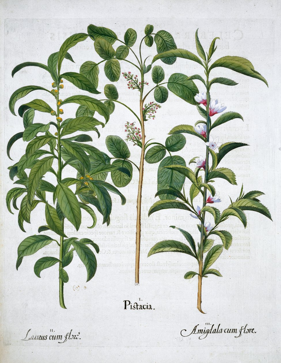 Pistachenoot, Laurierboom Laurus Nobilis en Amandel, 1613 door Unbekannt