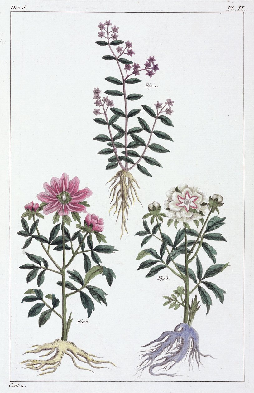 Medicinale planten, China door Unbekannt