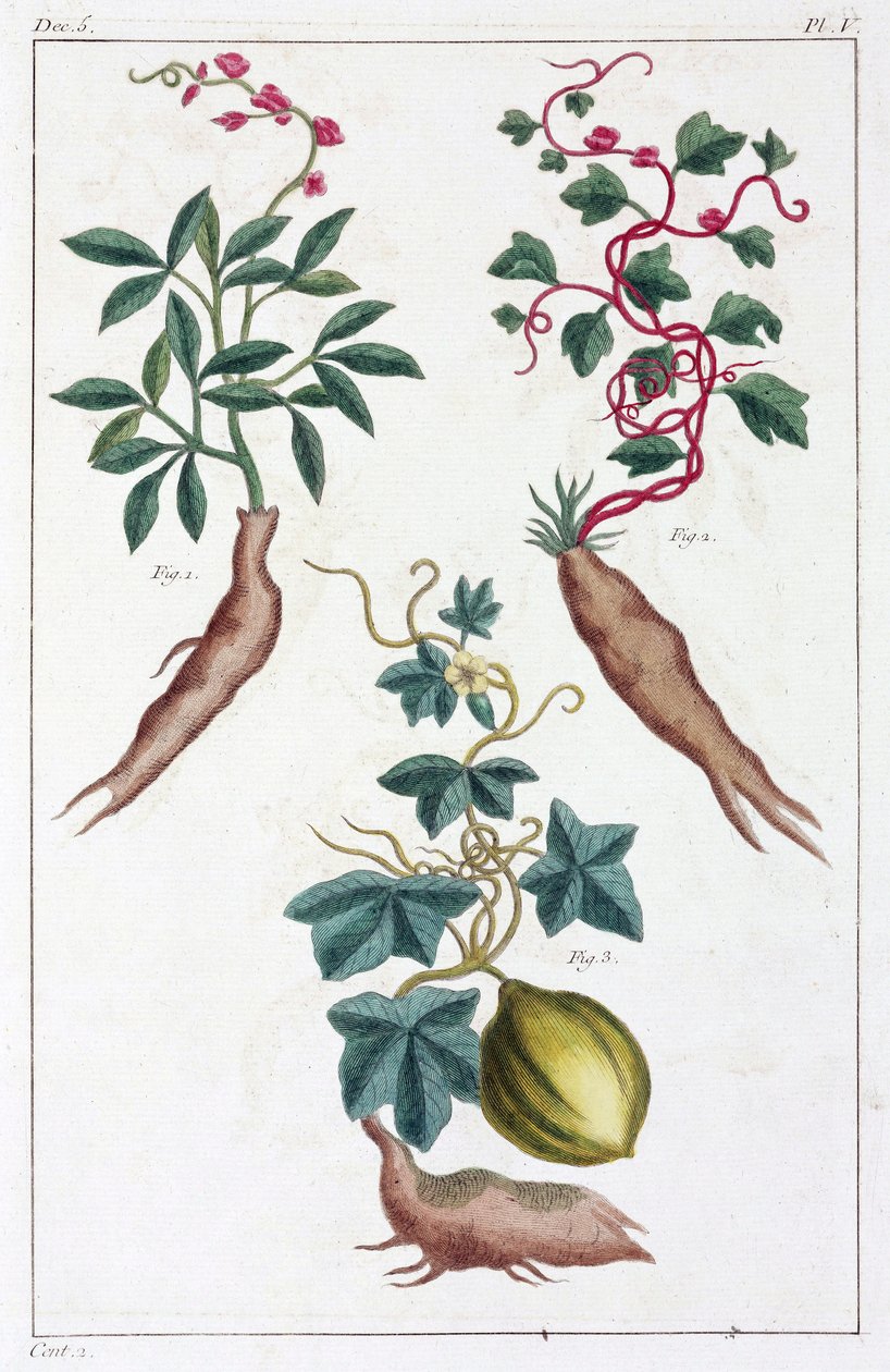 Medicinale planten, China door Unbekannt