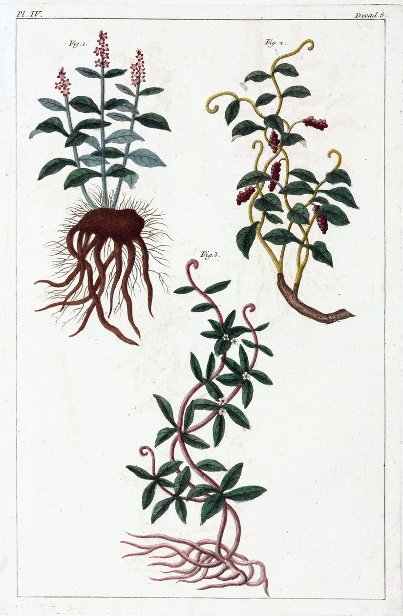 Medicinale planten, China door Unbekannt