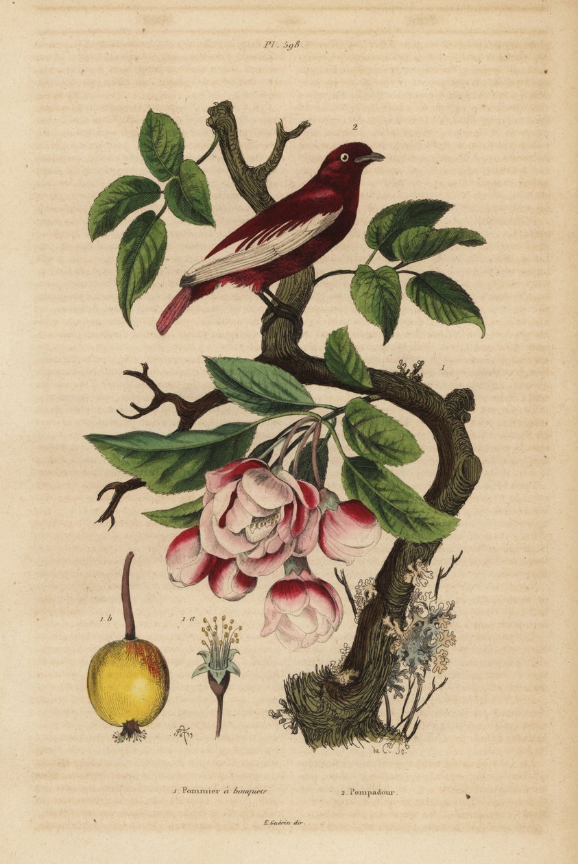 Pompadour cotinga op een appelboom, fruit, bloesem door Unbekannt