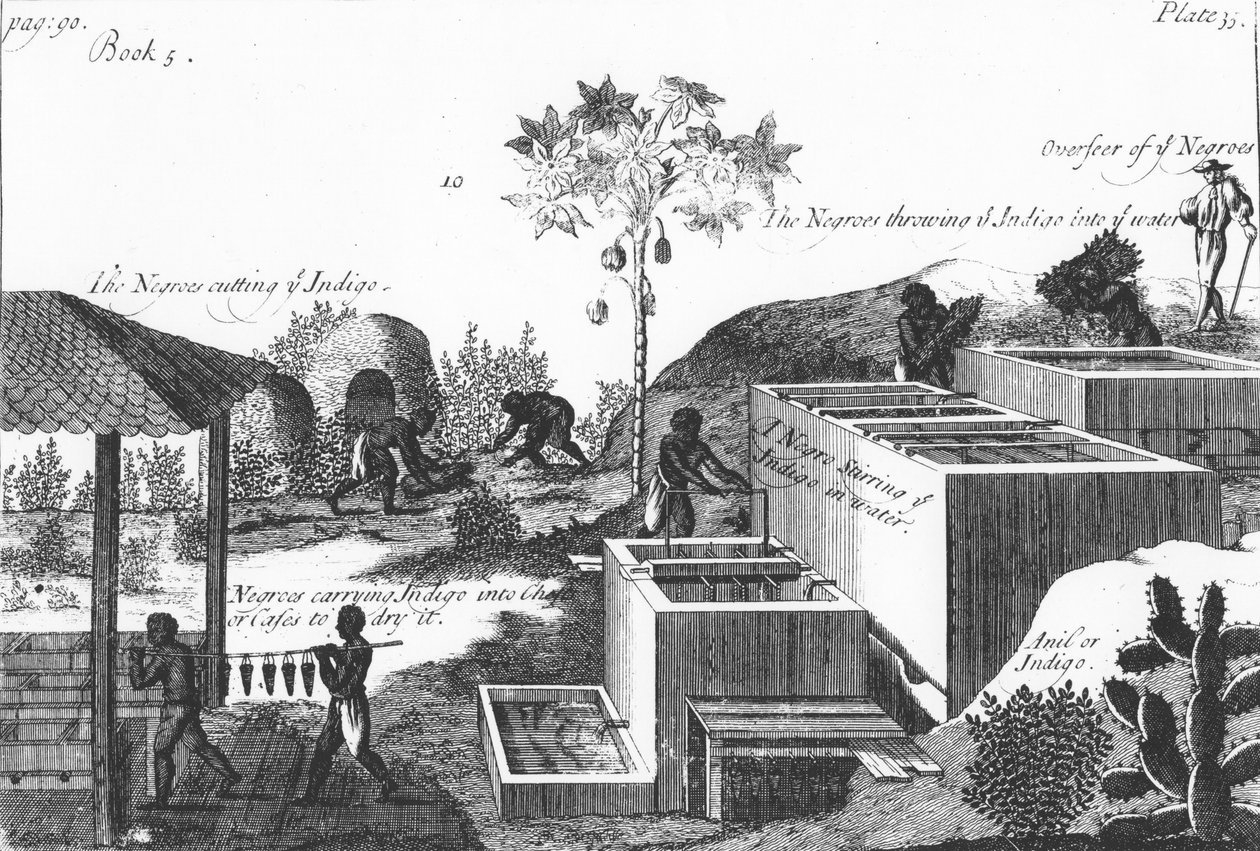 Indigo verf produceren met slavenarbeid: West-Indië of Midden-Amerika, 1725 door Unbekannt