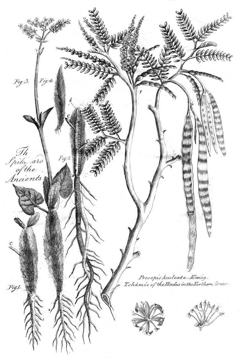 Prosopis Aculeata, 1799 door Unbekannt