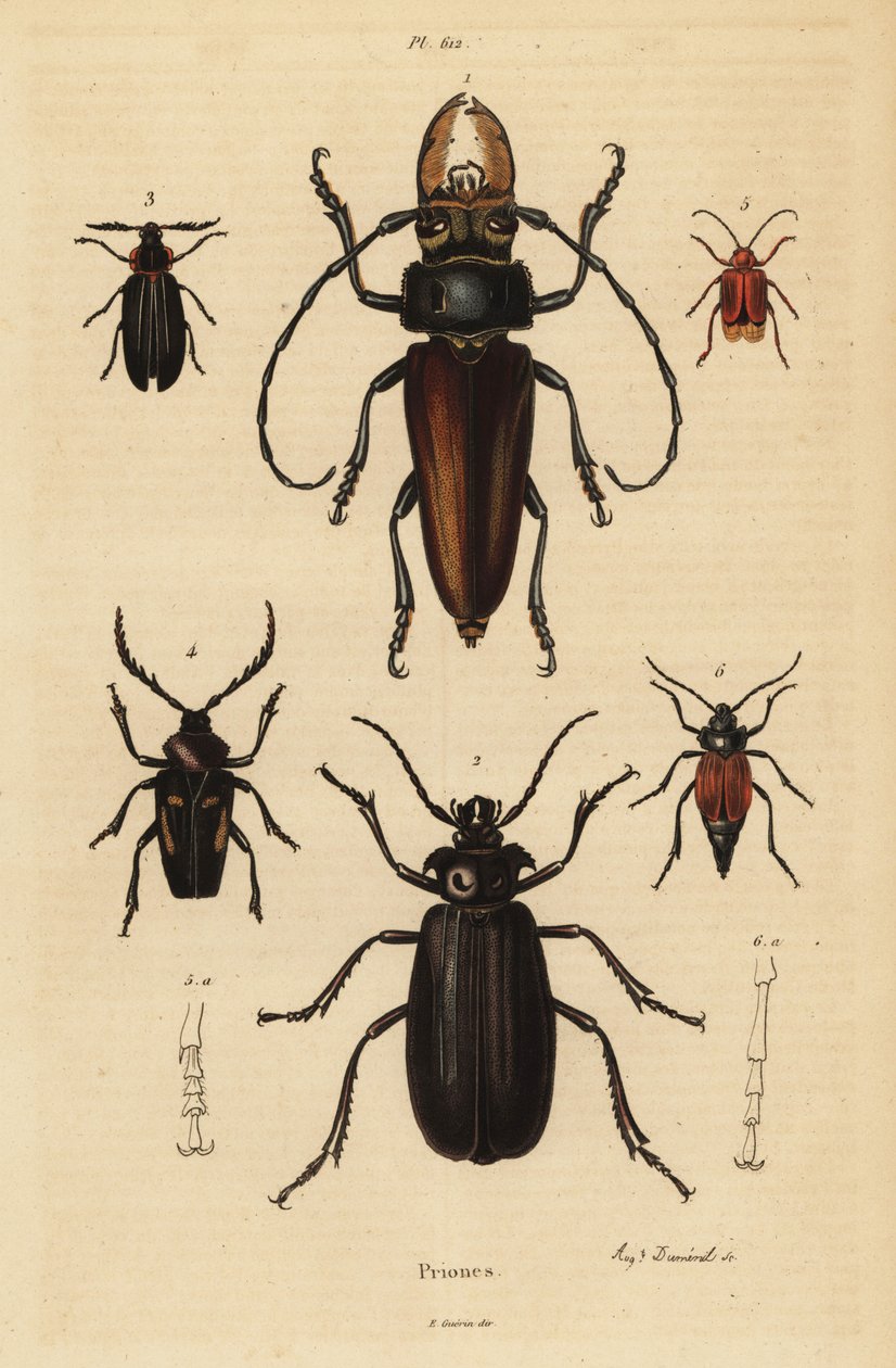 Psalidognathus friendii, Madre de la Culebra, Acanthinodera cumingii, Allocerus dilaticorne, Callipogos barbatus, Anacolus sanguineus en Prionus flavipennis door Unbekannt