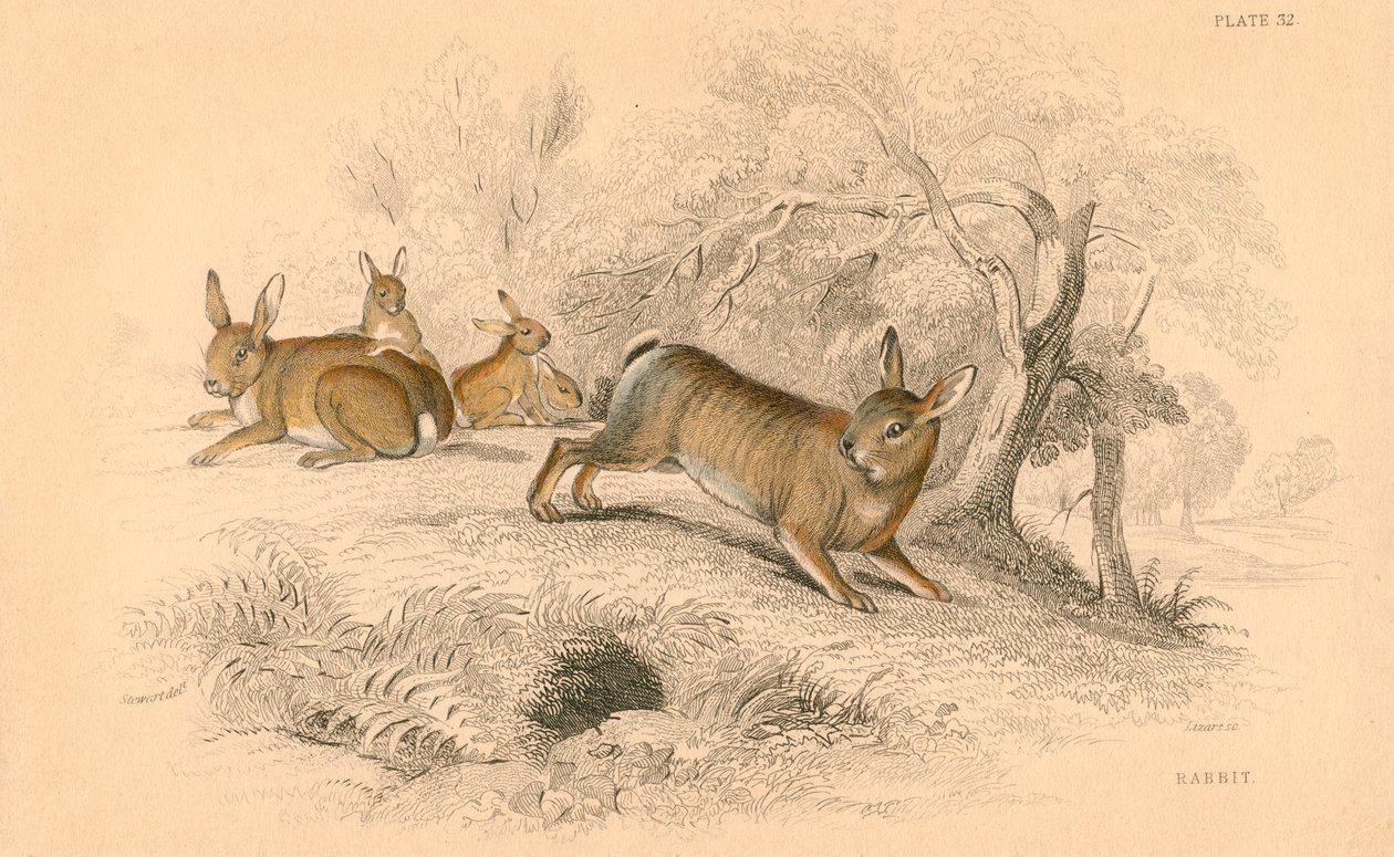 Konijn Oryctolagus cuniculus, 1828 door Unbekannt