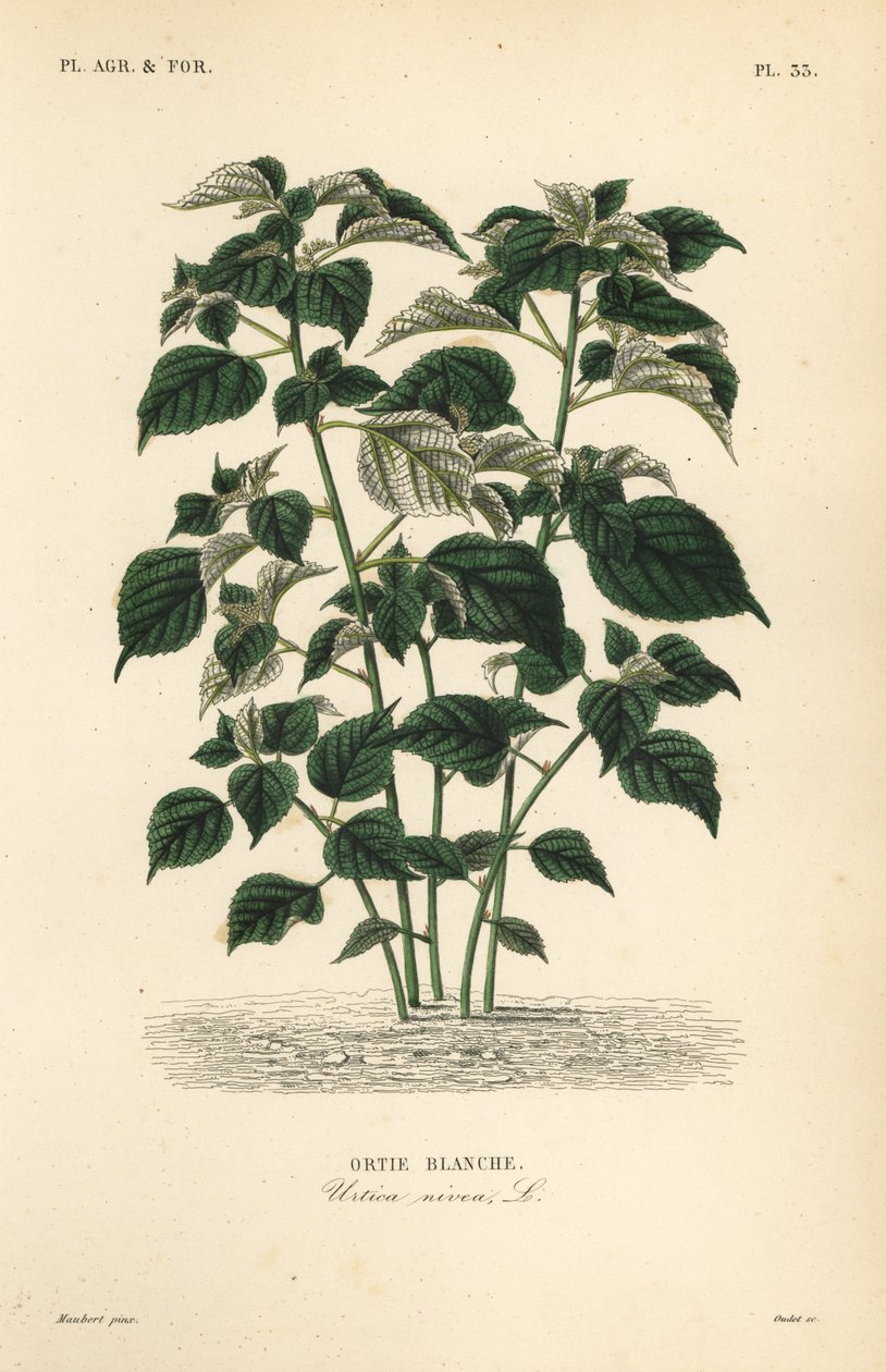 Ramie of Chinese gras, Boehmeria nivea door Unbekannt