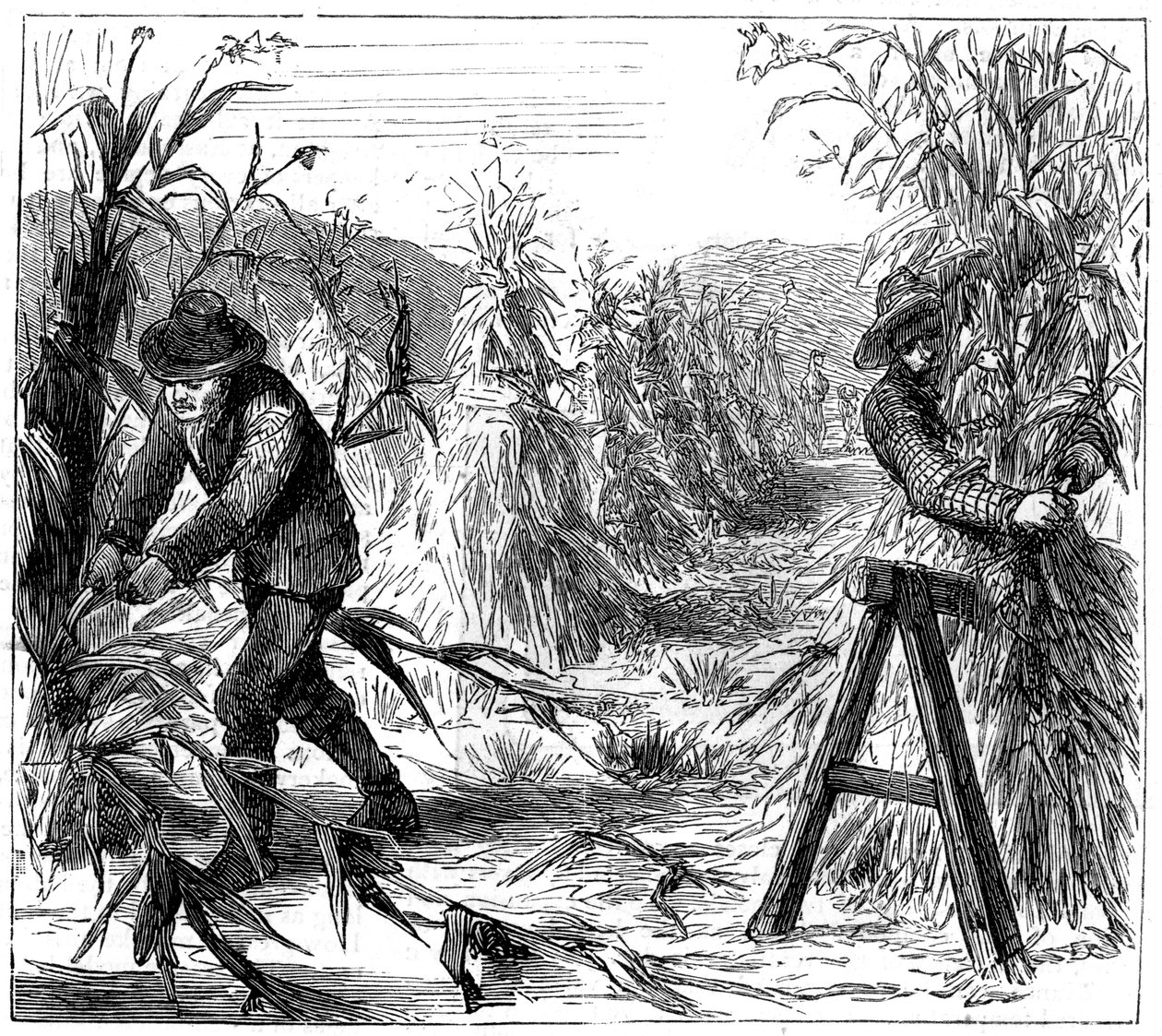 Oogsten en koren ophangen om te drogen, Lake Drie, Canada, 1880 door Unbekannt