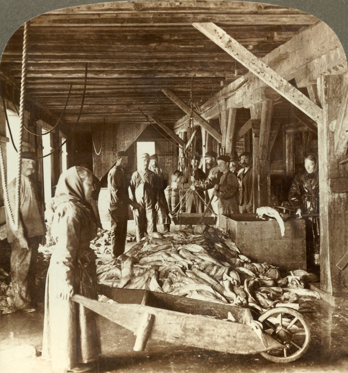 Ontvangst van vis van zeevaartuigen en verpakking voor export - vismagazijn, Aalesund, Noorwegen, ca. 1905 door Unbekannt