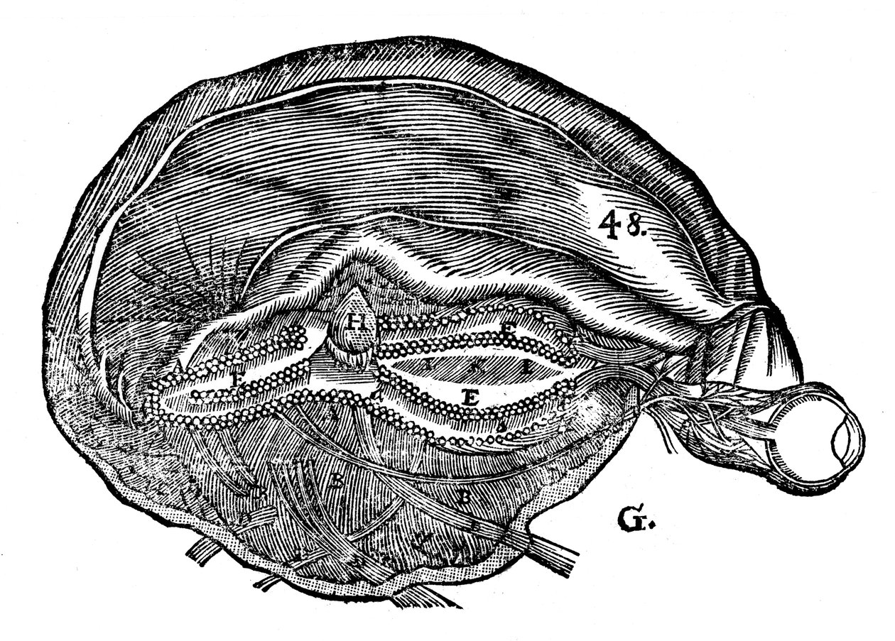 Rene Descartes diagram van de menselijke hersenen en oog, 1692 door Unbekannt